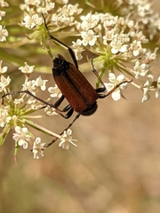 Cribroleptura otini