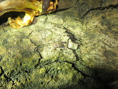Glyphyalinia indentata