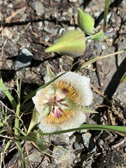 Calochortus coxii