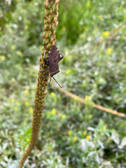 Piezogaster scutellaris