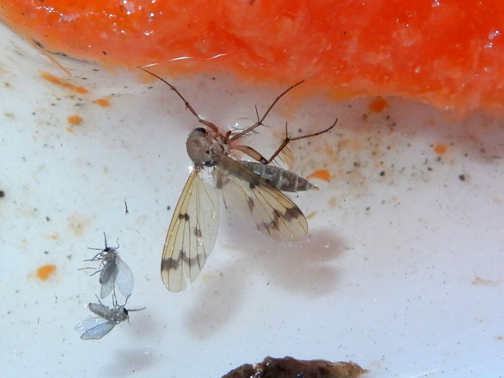 Mycetophila elegans