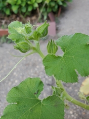 Cucumis melo
