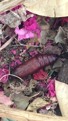 Ceratomia undulosa