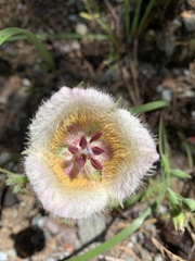 Calochortus coxii