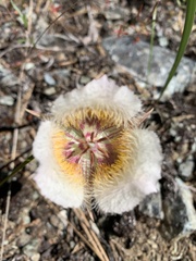 Calochortus coxii