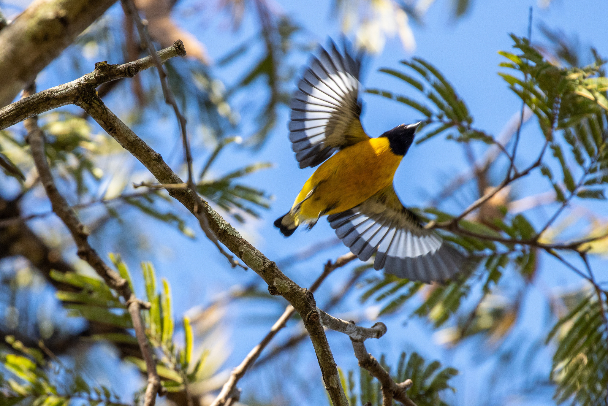 Purple-throated Euphonia (Euphonia chlorotica)