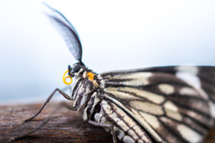 Lepidoptera