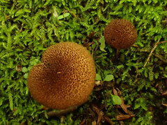 Inocybe hystrix