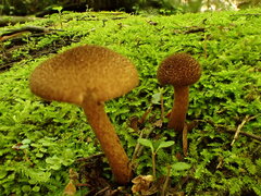 Inocybe hystrix