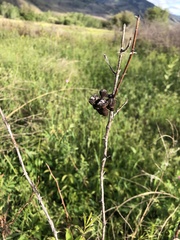 Diplolepis variabilis