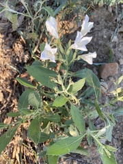 Ruellia metziae