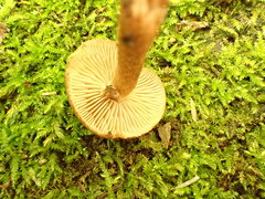 Inocybe hystrix