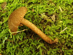 Inocybe hystrix