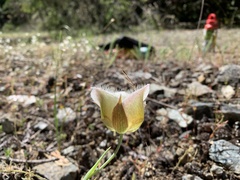 Calochortus coxii