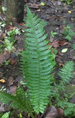 Blechnum medium