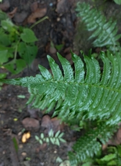 Blechnum medium