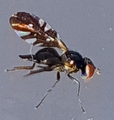 Oxyaciura tibialis