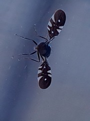 Oxyaciura tibialis