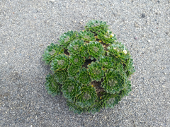 Eudema nubigena