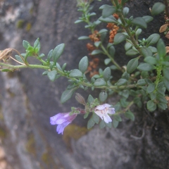 Chaenorhinum origanifolium