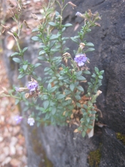 Chaenorhinum origanifolium