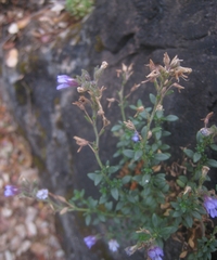 Chaenorhinum origanifolium