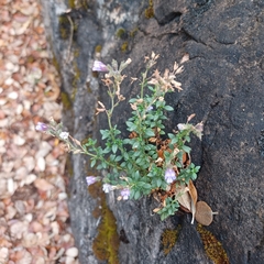 Chaenorhinum origanifolium