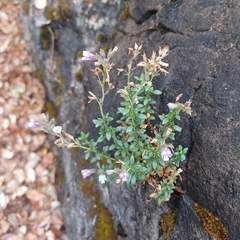 Chaenorhinum origanifolium