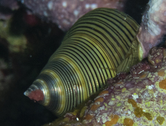 Calliostoma javanicum
