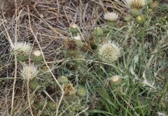 Cirsium canescens