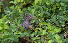 Otospermophilus variegatus