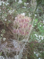Daucus muricatus