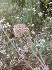 Daucus muricatus