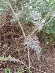 Daucus muricatus