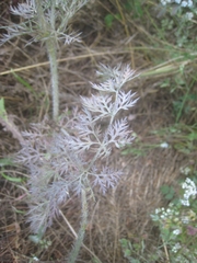 Daucus muricatus