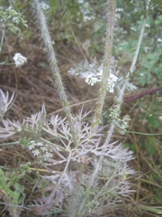 Daucus muricatus