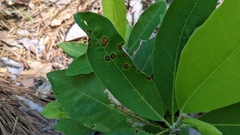 Phyllosticta magnoliae