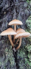 Mycena clarkeana