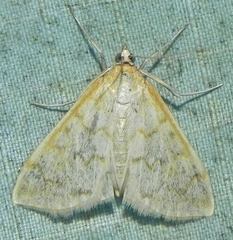 Hahncappsia pergilvalis