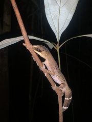 Carphodactylus laevis