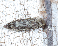 Yakuhananomia bidentata