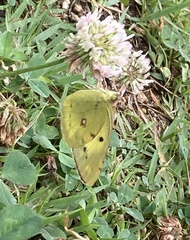 Colias poliographus