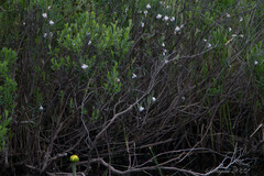 Andromeda polifolia glaucophylla