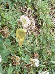 Colias poliographus