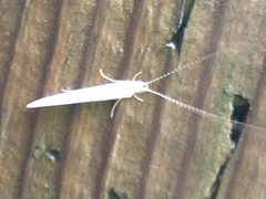 Nectopsyche exquisita