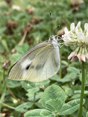 Pieris rapae crucivora