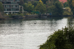 Nannopterum brasilianum