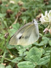 Pieris rapae crucivora