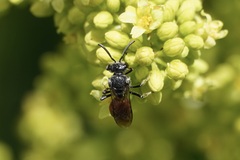 Sphecodes heraclei