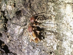 Trichoferus pallidus